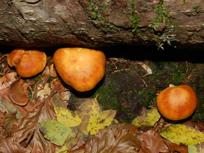 bosco di prevalenza conifere ritr. del 1-11-2011